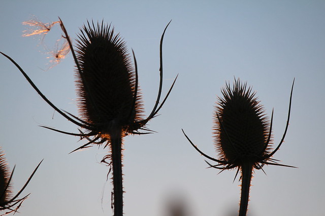 Some teasels