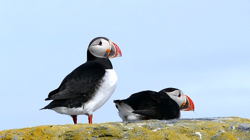 Two Puffins 1080