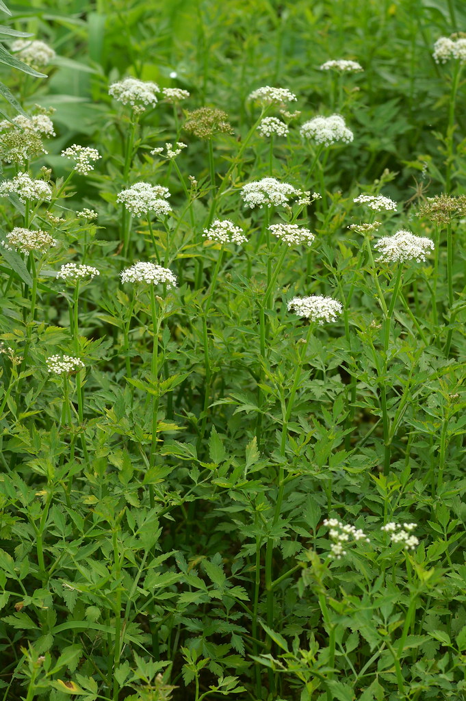 セリ Oenanthe Javanica 春の七草の１つである本種だが 他の葉野菜と同様 花が咲いている時期は養分が Flickr