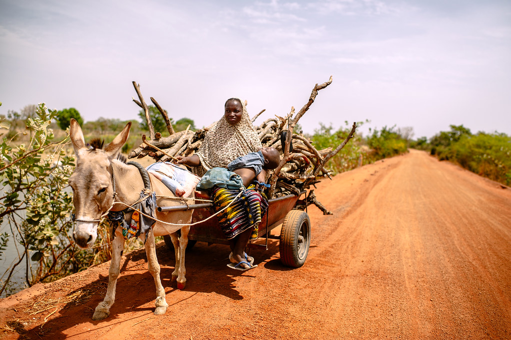 A woman drives a donkey cart loaded with firewood back to the Zorro village, Burkina Faso.