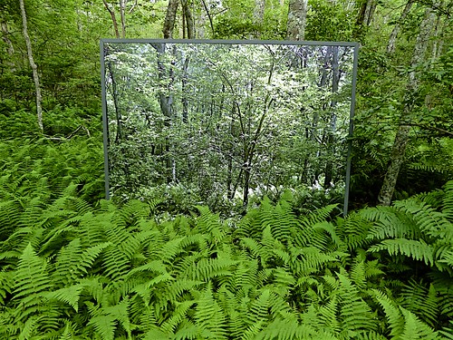 nature mirror view reflection ferns trees inner sanctum illusion