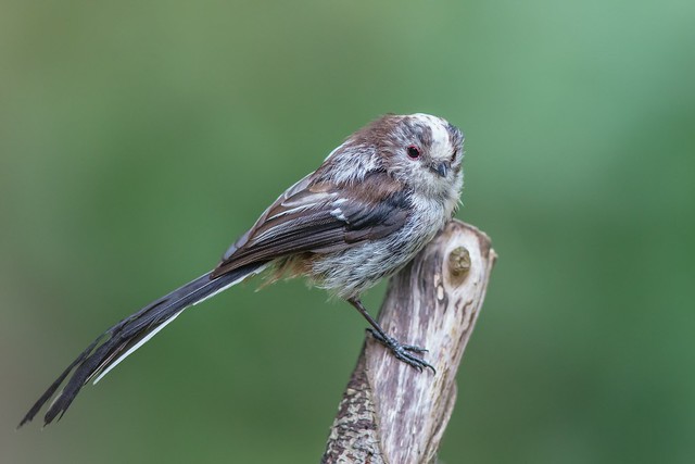 Long-tailed Tit (Juvenile)