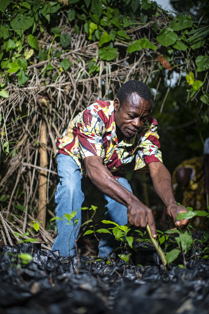 Mmala Tsimi Alexandre, D.G. de Société Coopérative des agriculteurs du Centre (SOCADYC), planting Gnetum in the village of Minwoho, Lekié,...