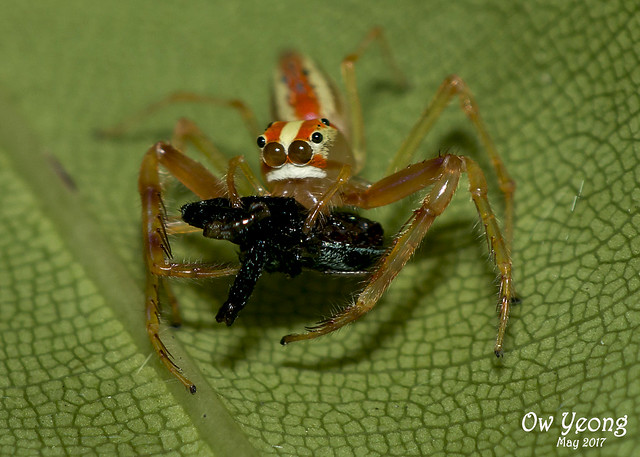 Jumping Spider (Wide-Jawed Viciria)