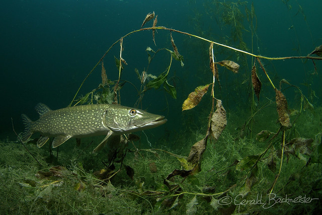 Großer Hecht im Baggersee | Big pike in a quarry pond
