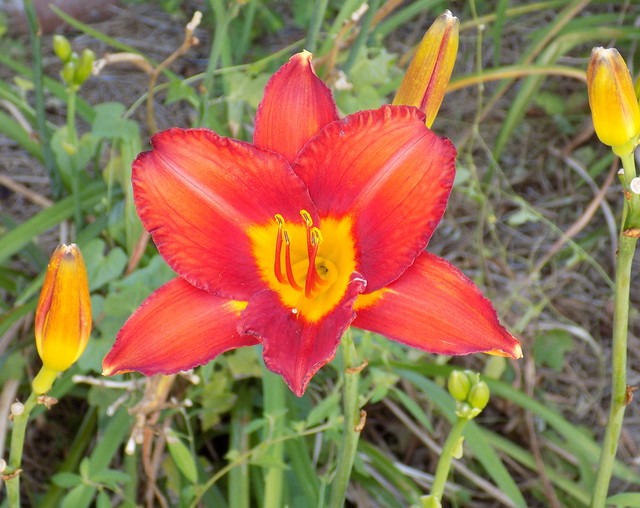 Maroon And Yellow Day Lily.