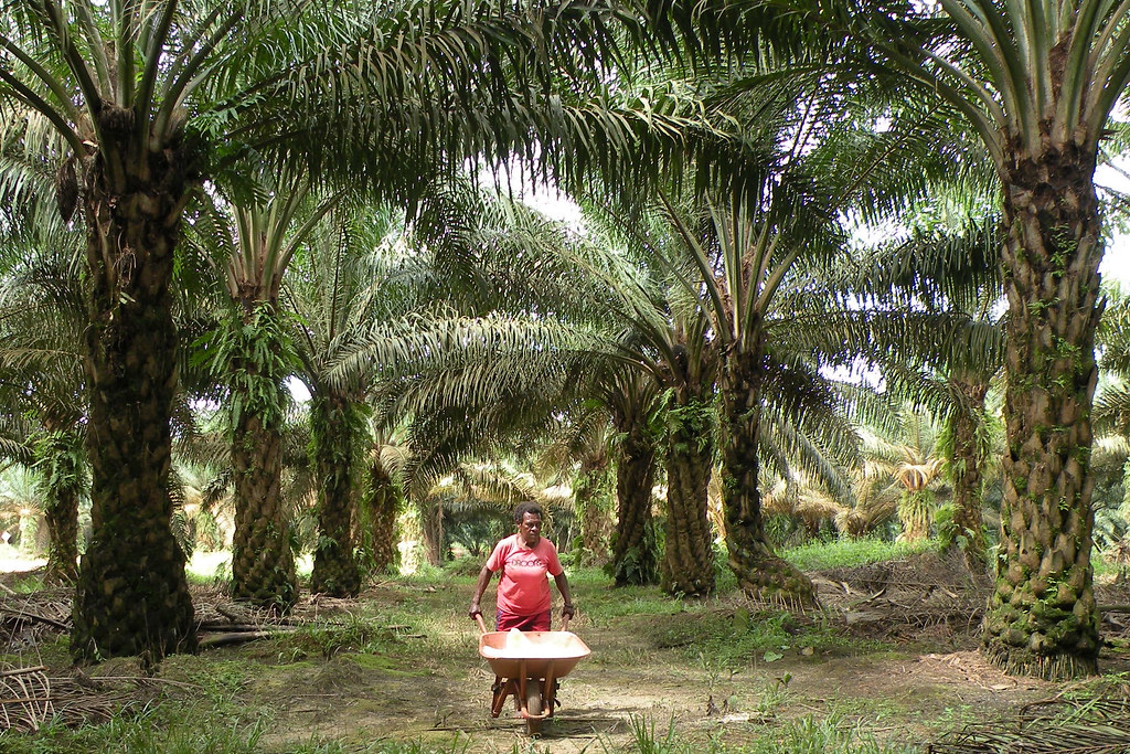 A worker carrying fertilizer at an oil palm plantation in Papua, Indonesia.