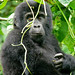 Wildlife in Uganda's forest