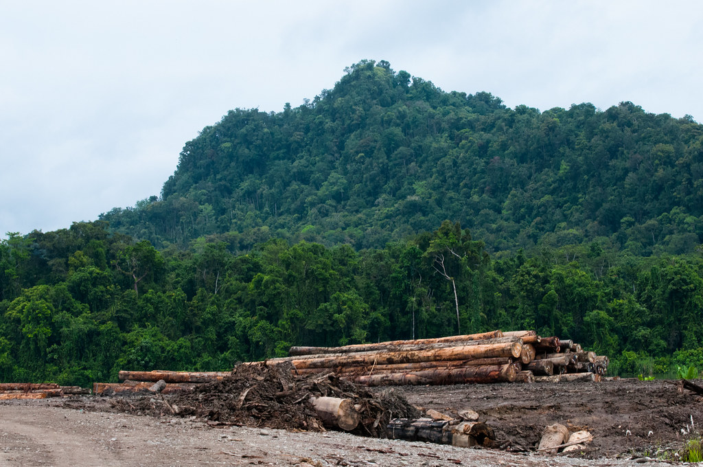 Pile of logs at PT.MAM logpond, Papua.