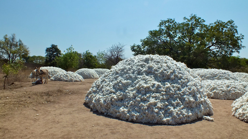 Raw cotton ready to processed. The dry forest and woodlands of Africa cover 54% of the continent and support some...