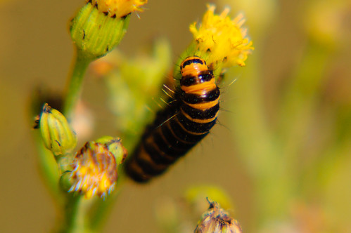 Cinnabar moth caterpillar eating ragwort