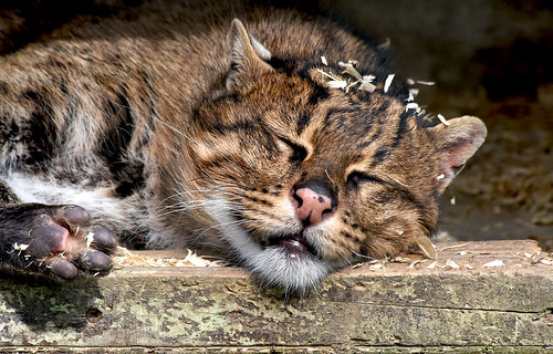 Fishing cat closeup | by Michel L'HUILLIER (Asterix_93)
