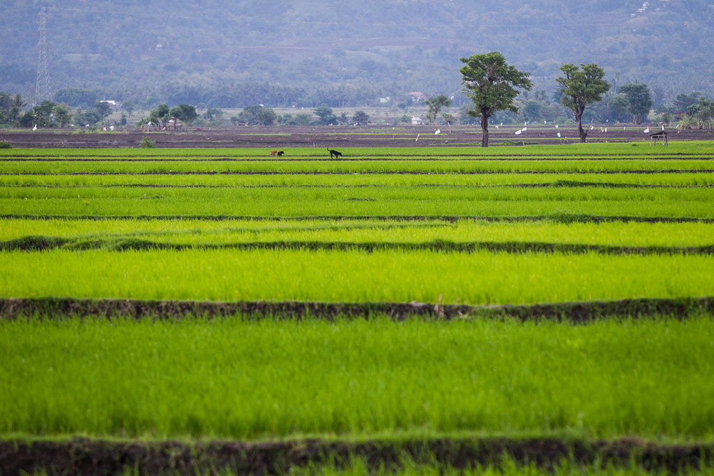 Bantaeng, Indonesia. A rice field in Bantaeng, South Sulawesi, Indonesia on June 7, 2014.