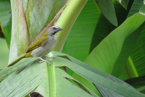 saltator maximus saltador ajicero buffthroated thraupidae aves de colombia avistamiento birding birdwatching birds yarumal