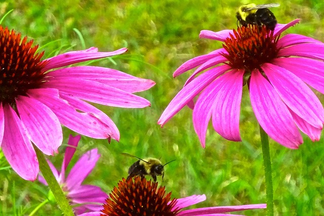 Bees In Purple Coneflowers