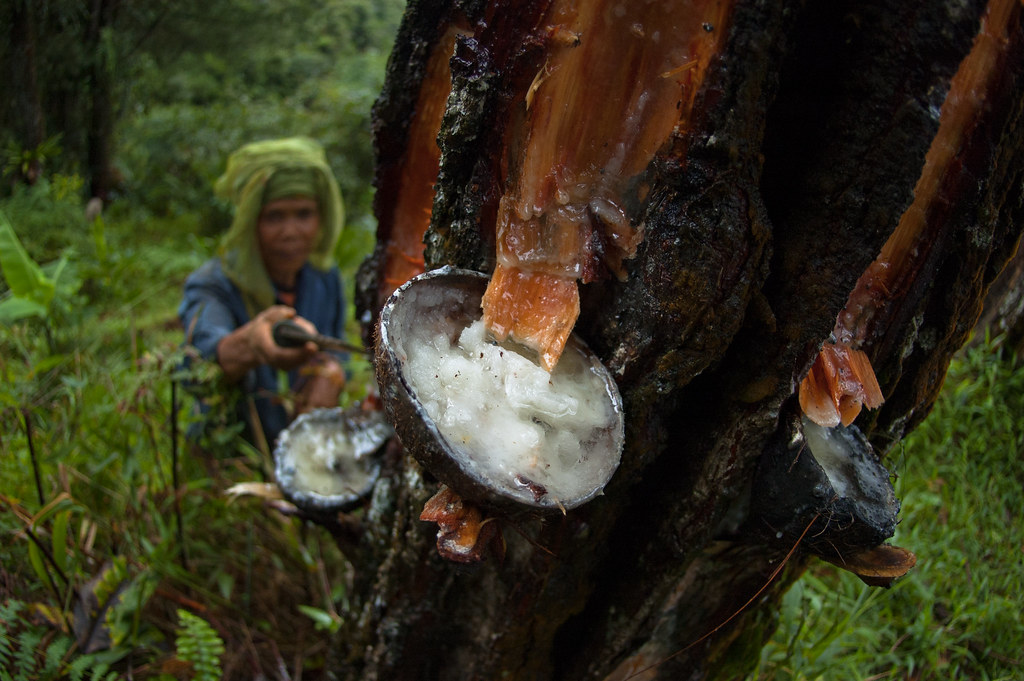 Tapping and selling pine sap provides alternative work to picking tea leaves, but few people pursue it. One worker can...
