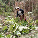 Woman clearing land