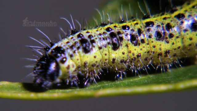 caterpillar of large white