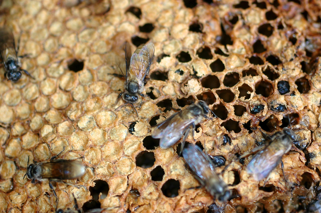 A bees nest in Gunung Lumut, East Kalimantan, Indonesia.