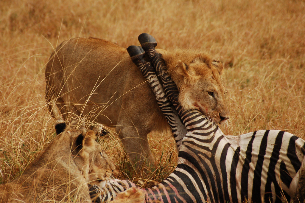 Predation of a zebra (Equus grevyi) in Kenya.