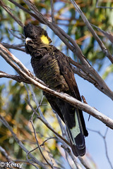 Black-Cockatoo Yellow-tailed