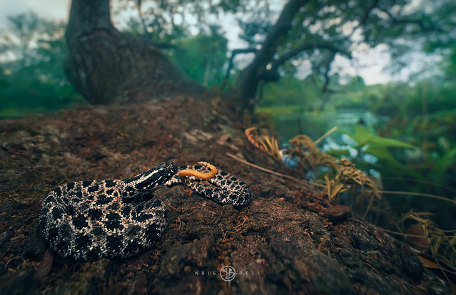 Pygmy rattlesnake (Sistrurus miliarius)