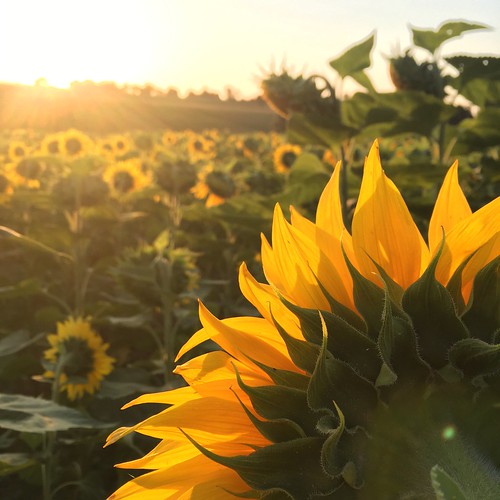 sun sunshine sunrise sunlight sunflower field fieldofsunflowers day goodday niceday yellow yellowsunflowers walk walkmorning