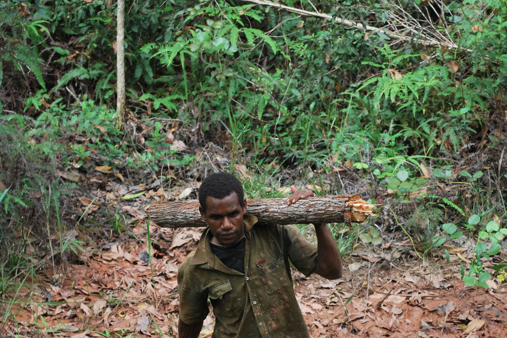 A Papuan man carrying a felled tree, Papua, Indonesia.