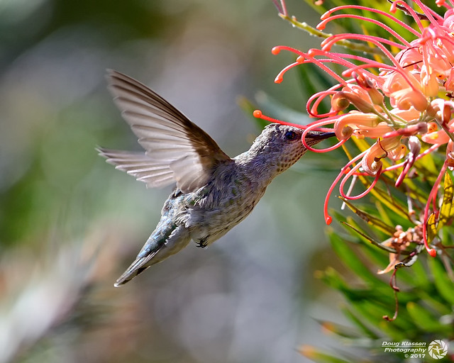 Leucistic male Anna's Hummingbird
