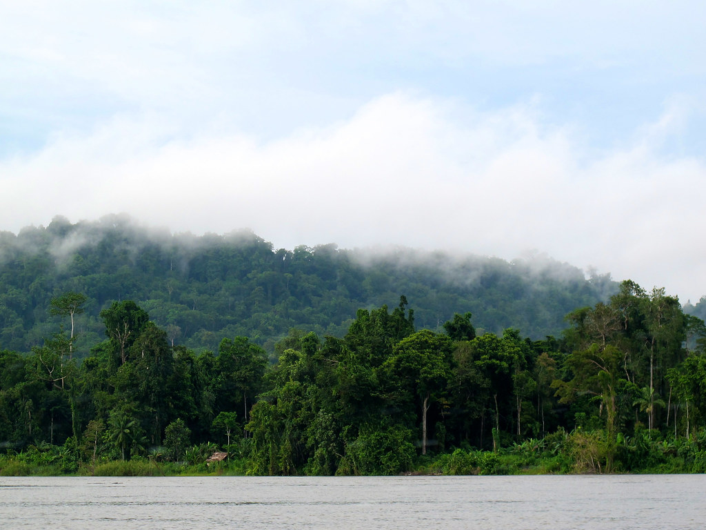 Forest on the banks of the Mamberamo River. Papua.
