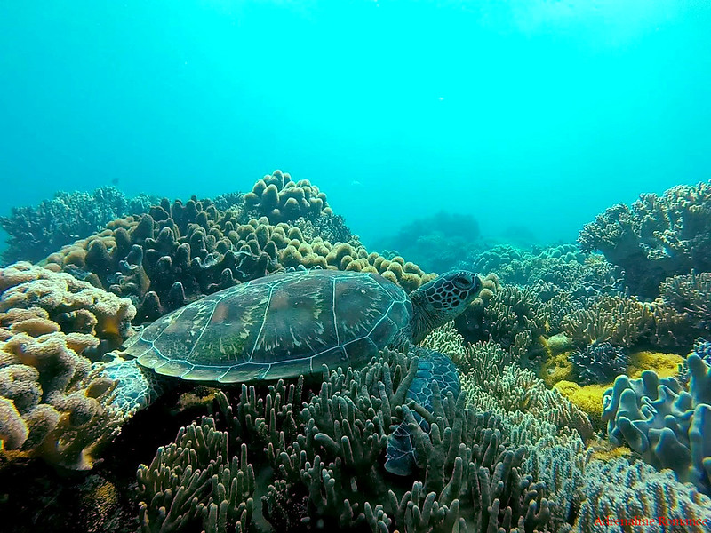 Sea Turtle in Apo Island