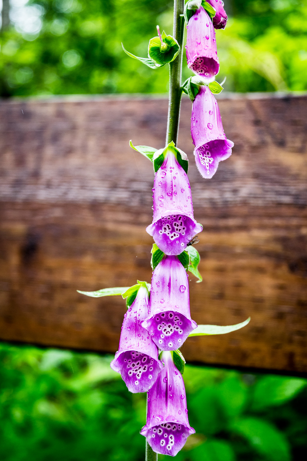 purple foxglove was blooming all over town