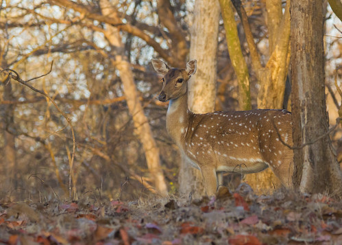 infocus highquality chital spotteddeer axisdeer girnatinalforest india gujarat sunrise dawn
