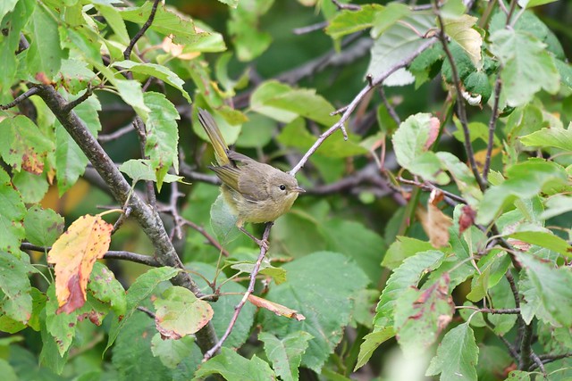Warbler...? - Common Yellowthroat - juvenile