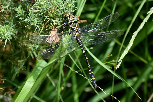 Male Golden-ringed dragonfly