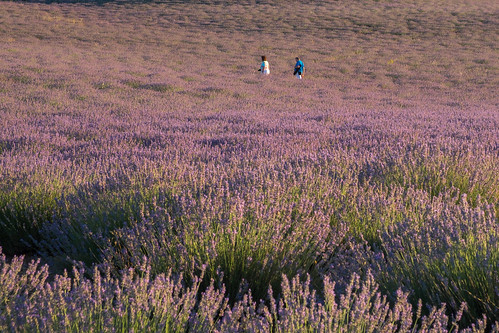 landscape lanscape guadalajara lavanda sunset country fuji fujifilm morado purple lavander spain españa vistas views village campo paisajesdepueblosycampos plantation xt10