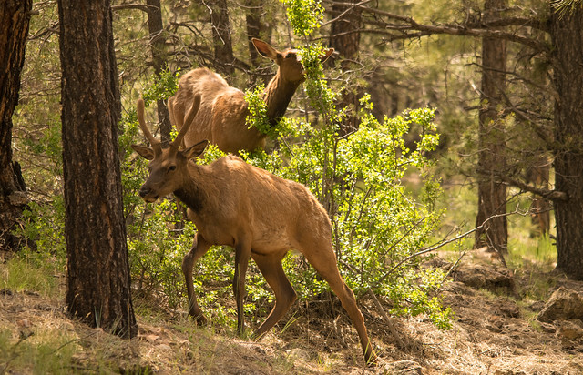 Elk, Grand Canyon National Park, Arizona