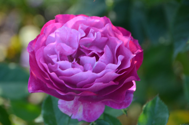 Purple Rose, Rose Garden,Point Defiance Park, Tacoma, Washington, July 10, 2017 31 full
