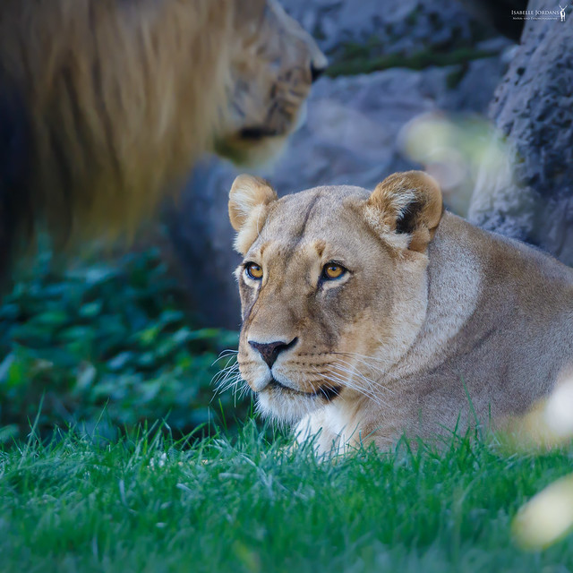 Desire | Löwe - Lion ( Panthera leo )