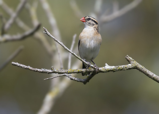 Pin-tailed Whydah female