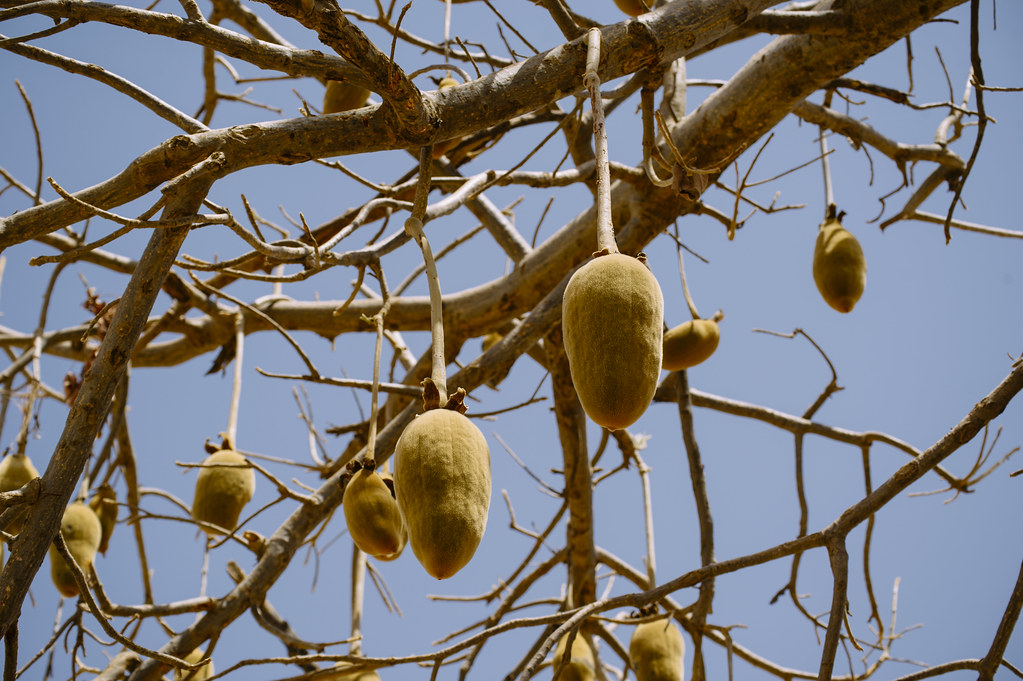 The Sindri village (Kongoussi area) Baobab fruit called Monkey Bread and by the locals theodo, Burkina Faso.