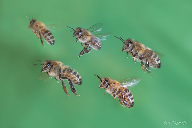 Fr, 2016-01-08 13:02 - In flight - honeybees
Im Flug - Honigbienen

Wie man Insekten im Flug fotografiert, berichten wir in Ausgabe 5 von Makrofoto: www.makro-treff.de/makrofoto-ausgabe-5
