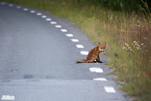red fox, Rotfuchs, Vulpes vulpes @ Sweden 2017