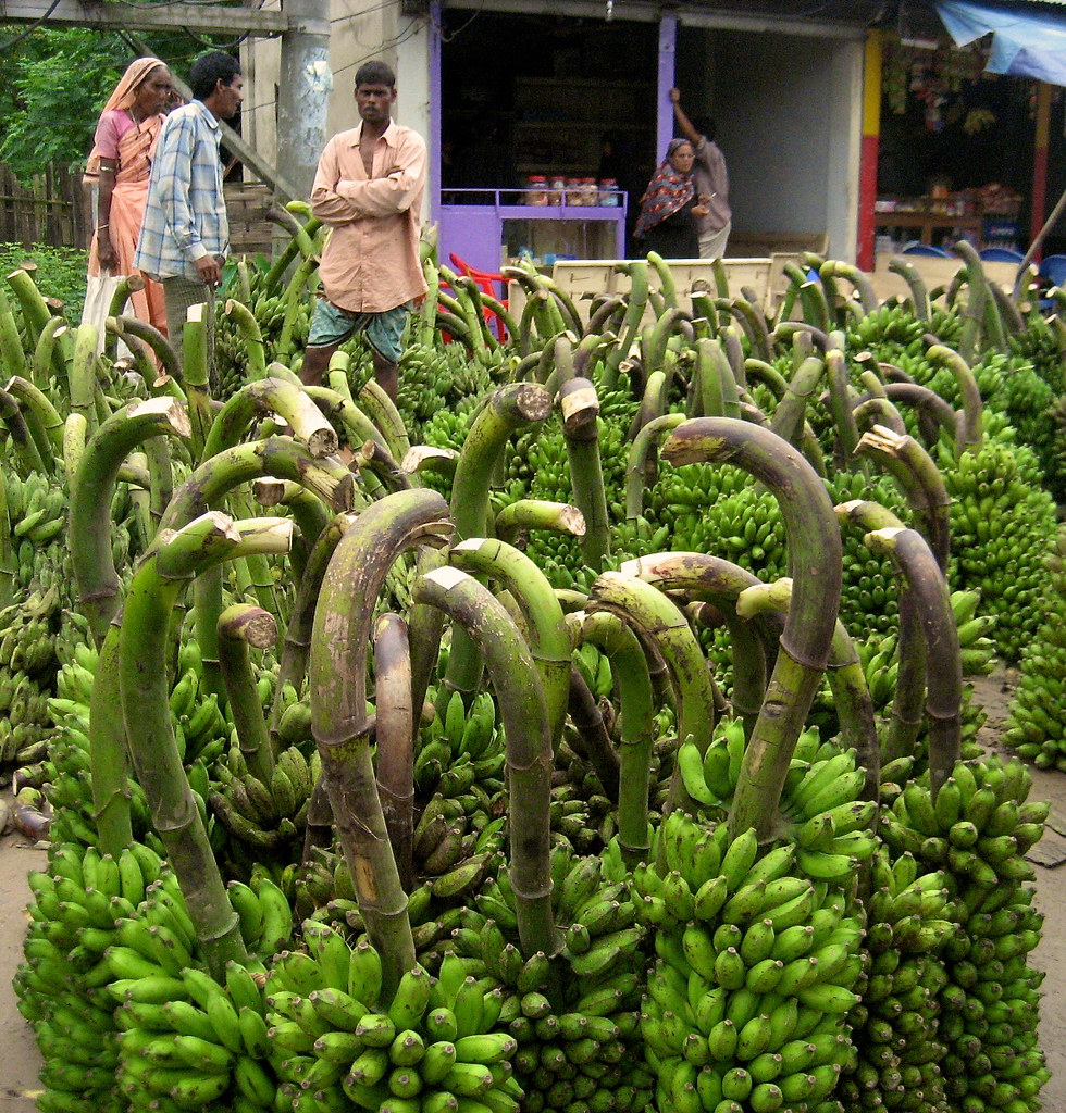 Bunches of bananas still on the stalk. Bangladesh.