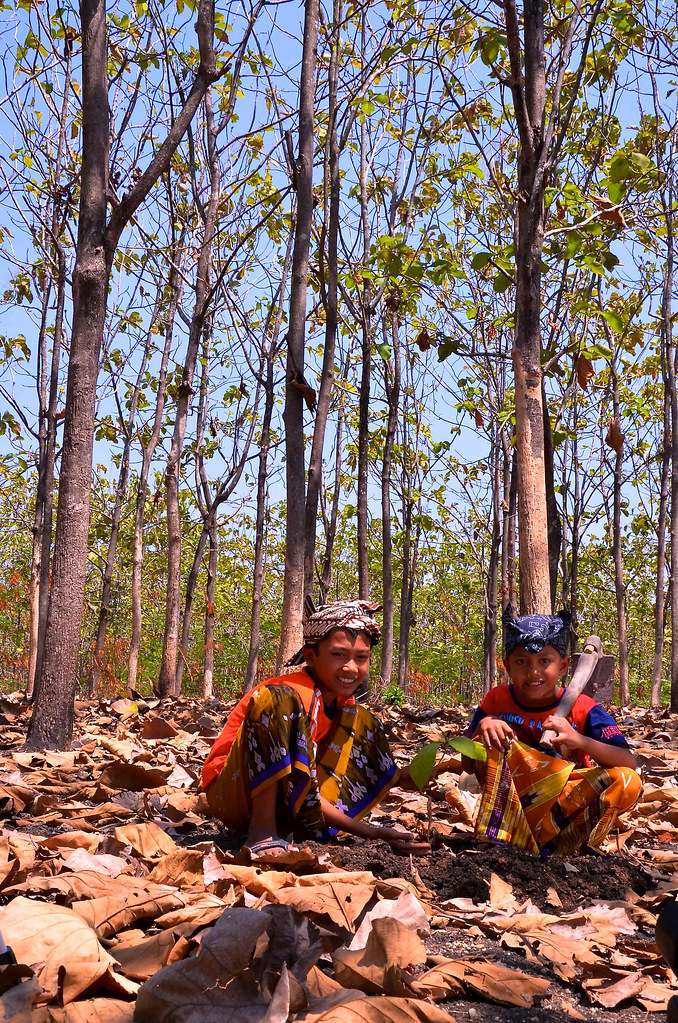 Teak (Tectona grandis) forest in Bojonegoro, East Java, Indonesia, September 2011.
