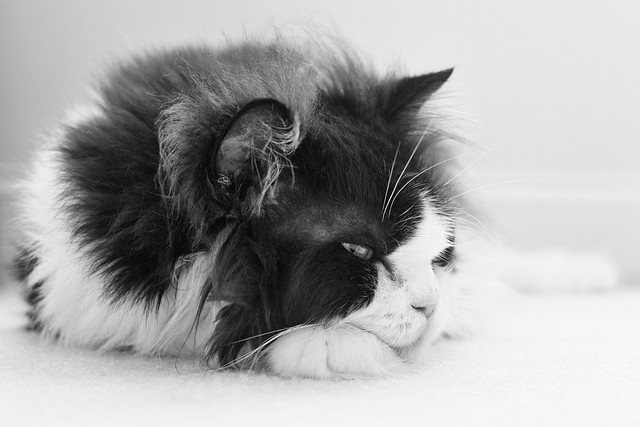 Black and White Cat