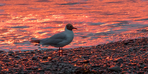 aberystwyth birds sunset blackheadedgulls southbeach