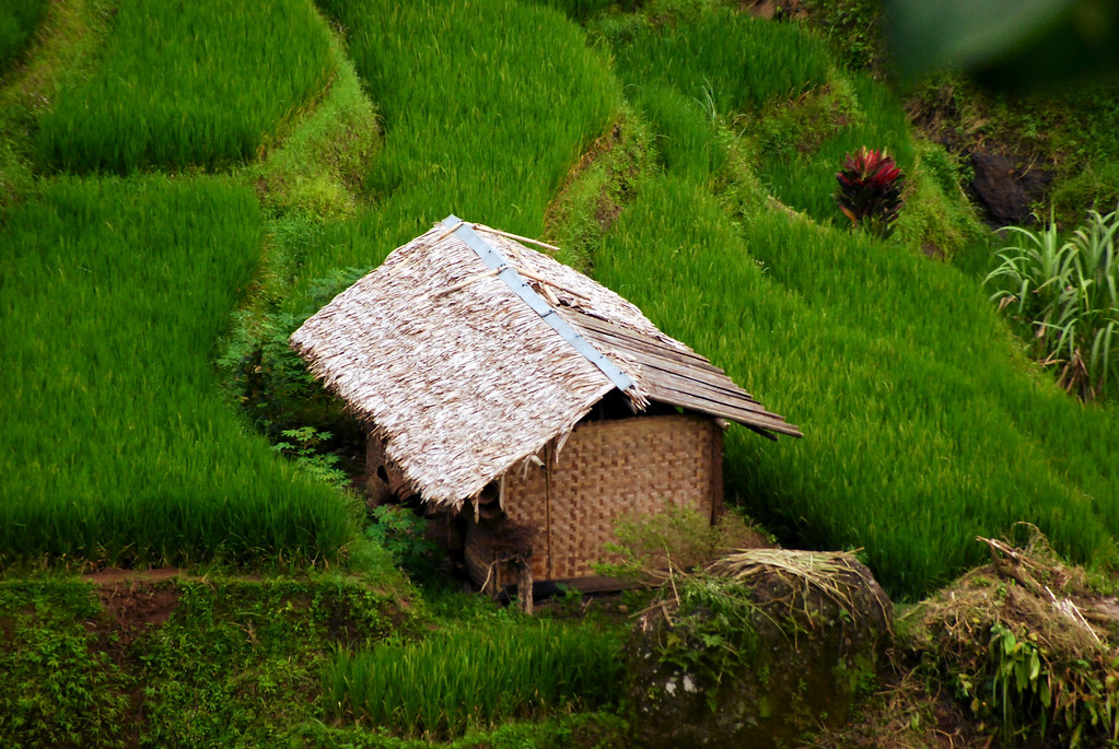 Rice paddy field in Gunung Simpang, West Java, Indonesia.