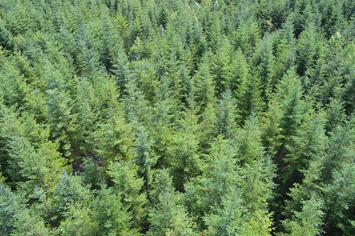 forest vancouverisland forestry hybriddouglasfir foreststructure canopy buckleybay caca3 hdf88 yf ubc ubcgeography ameriflux fluxnet britishcolumbia canada