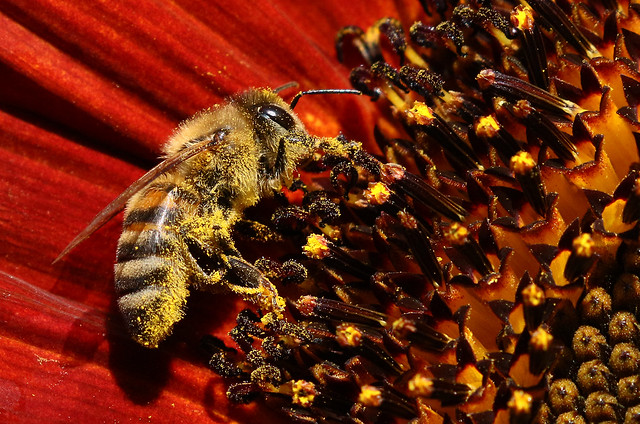 Biene auf Sonnenblumenblüte